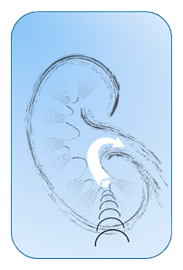 kidney